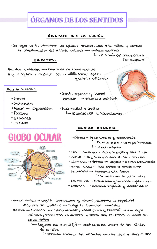 Miniatura del documento ANATOMIA-APUNTES-TEMA-11-LOS-SENTIDOS.pdf