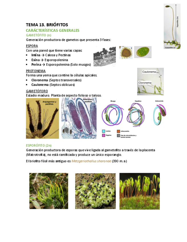 Miniatura del documento T13-Bot.pdf