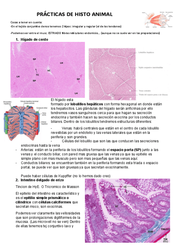 Miniatura del documento PRÁCTICAS HISTO ANIMAL BIEN EXPLICADAS PARA EXAMEN.pdf