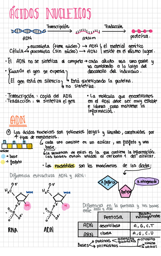 Miniatura del documento Acidos-nucleicos.pdf