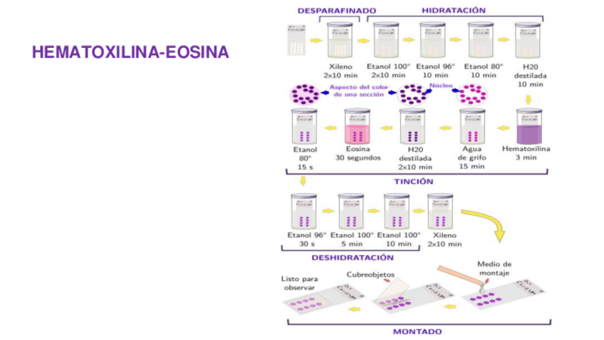Miniatura del documento TINCION-HEMATOXILINA-EOSINA.pdf