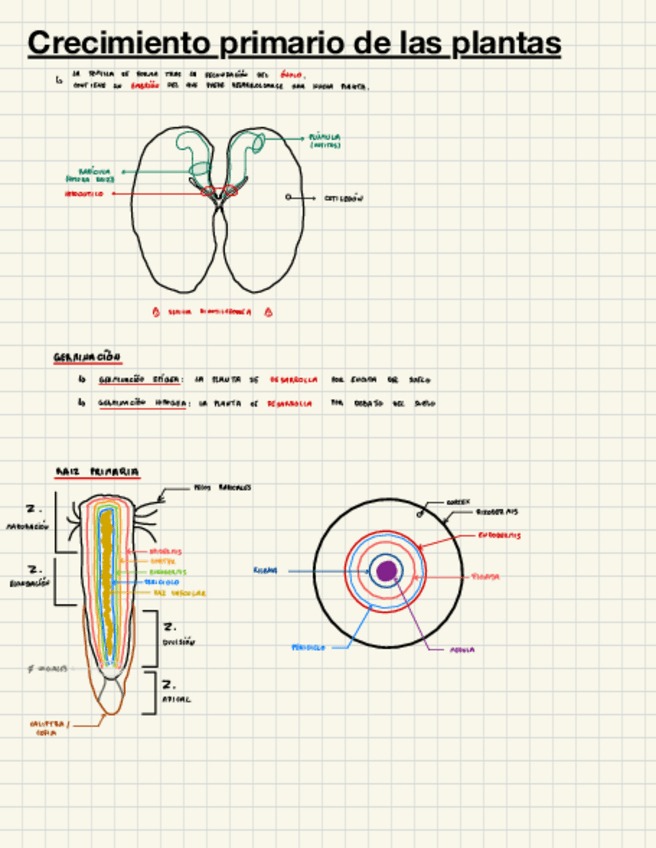 Miniatura del documento Crecimiento-primario.pdf