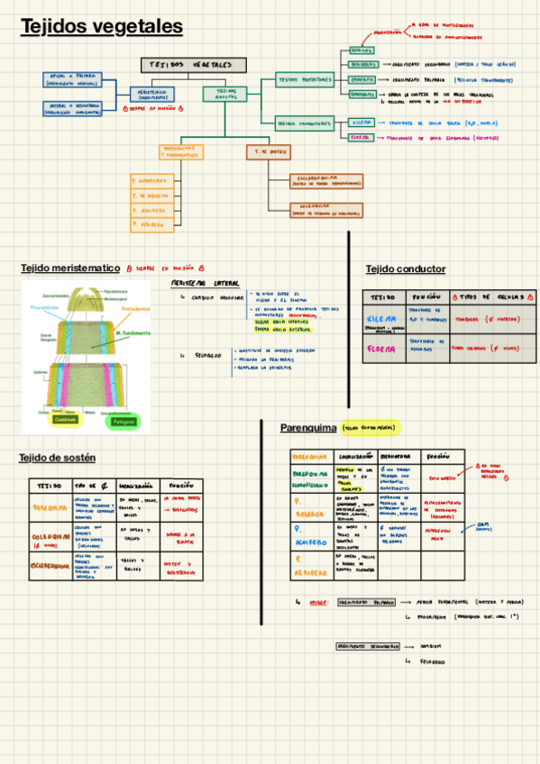 Miniatura del documento Tejidos-vegetales.pdf