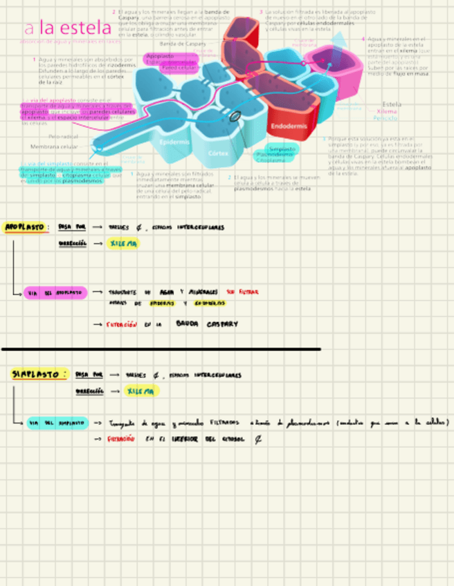 Miniatura del documento Micorrizas.pdf