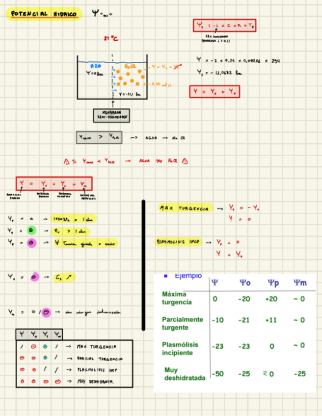 Miniatura del documento Potencial-Hidrico.pdf