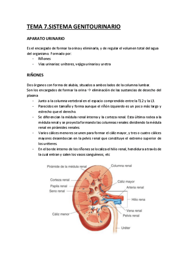 Miniatura del documento ANATOMIA-AP.-GENITOURINARIO.pdf