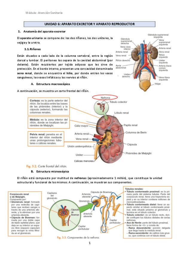 Miniatura del documento U6-Aparato-excretor-y-Aparato-reproductor.pdf