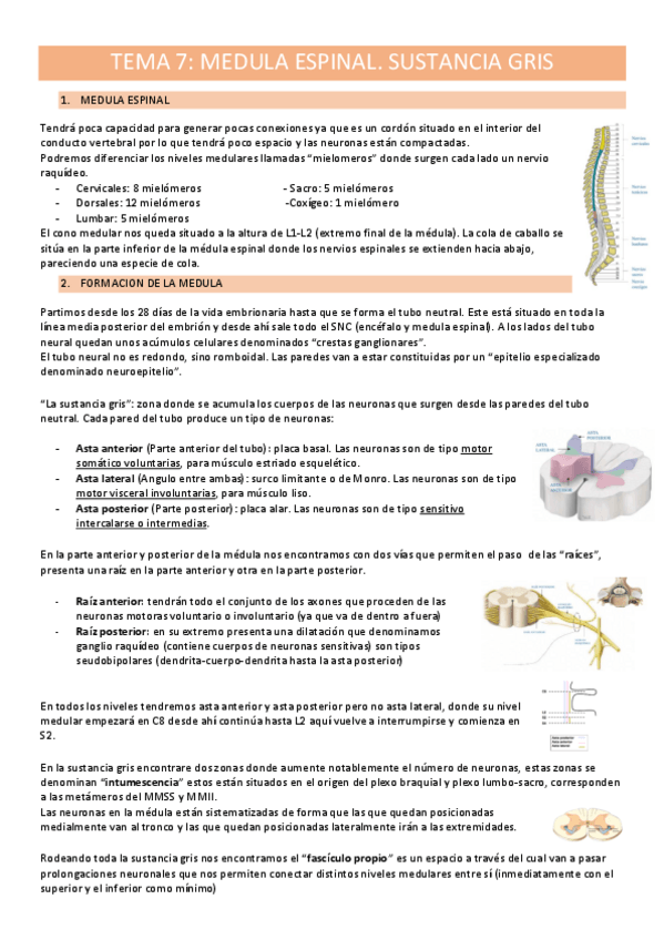 Miniatura del documento TEMA-7-ANATOMIA-II-R.pdf