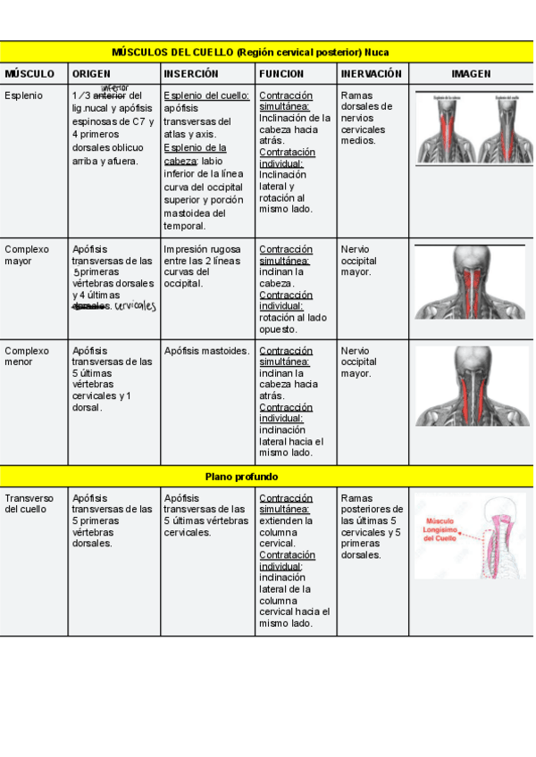 Miniatura del documento Cuadro-de-Musculos.pdf
