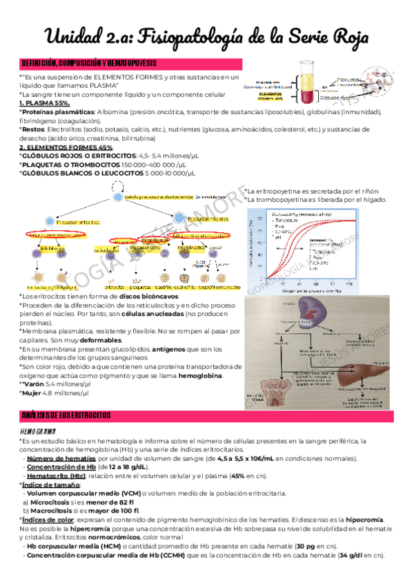 Miniatura del documento Unidad-2.a-Fisiopatologia-de-la-Serie-Roja.pdf