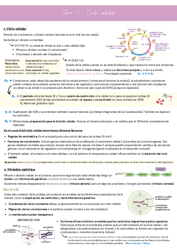 Miniatura del documento Tema-12-Ciclo-celular.pdf