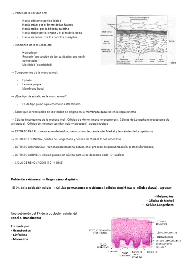 Miniatura del documento HISTOLOGIA-TEMAS-12-19.pdf