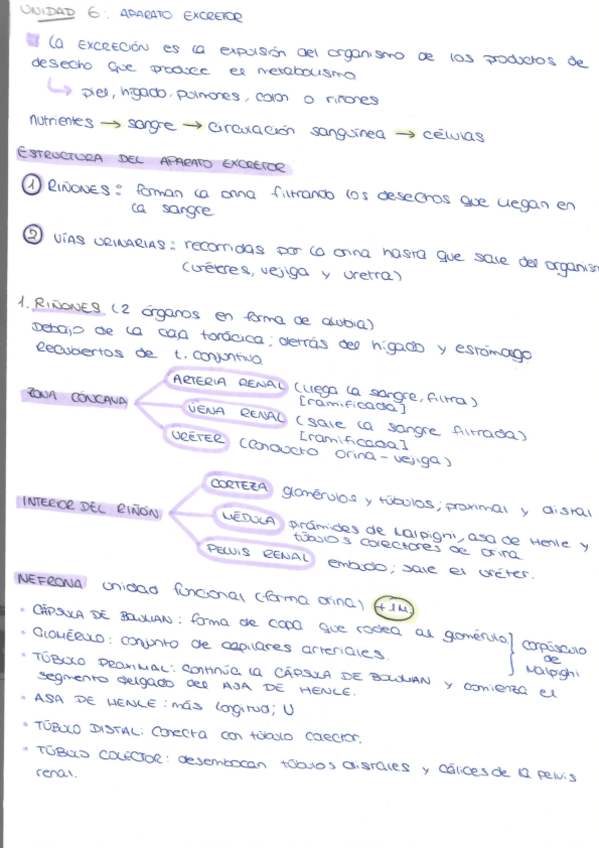 Miniatura del documento PROCESOS-TEMA-6-APARATO-EXCRETOR.pdf
