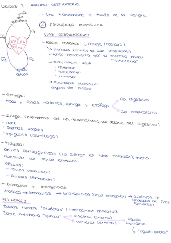 Miniatura del documento TEMA-7-APARATO-RESPIRATORIO.pdf