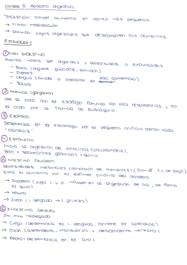 Miniatura del documento PROCESOS-TEMA-5-APARATO-DIGESTIVO.pdf