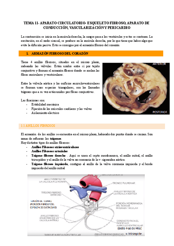 Miniatura del documento TEMA-11.pdf