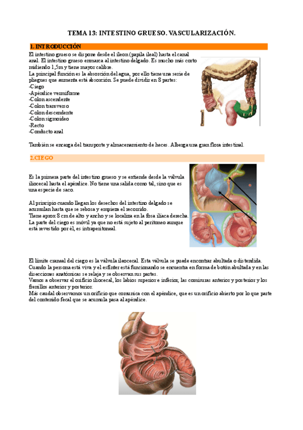 Miniatura del documento tema-13-anato.pdf