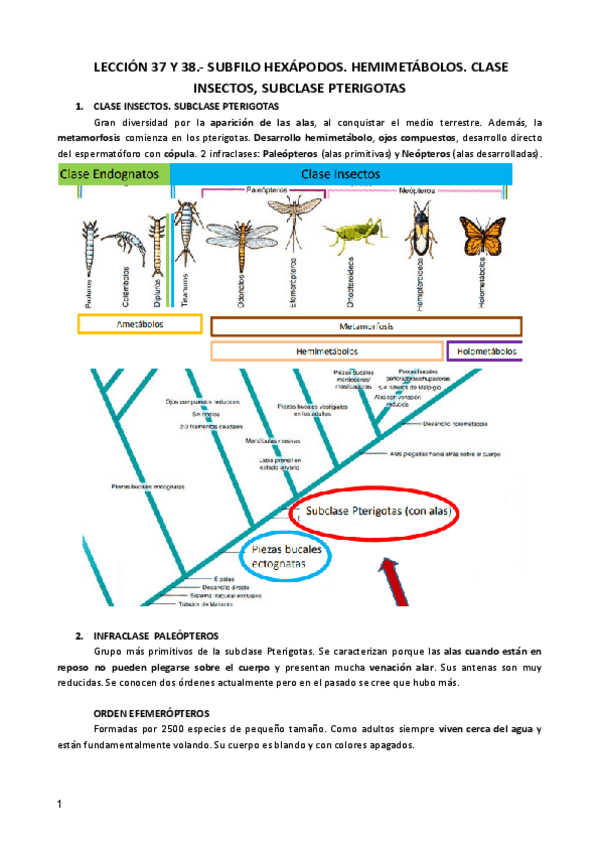 Miniatura del documento LECCION-37-38-ZOO.pdf