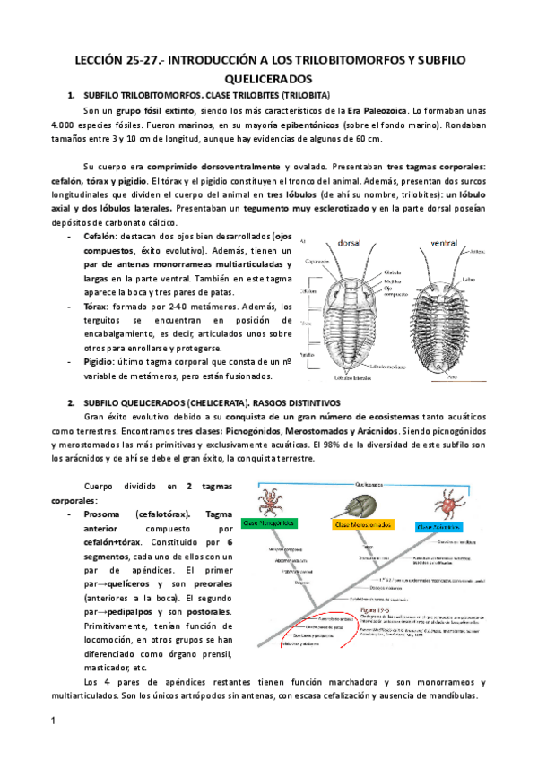 Miniatura del documento LECCION-25-27-ZOO.pdf