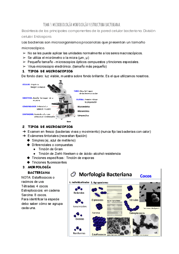 Miniatura del documento TEMA-3-MICROBIOLOGIA-MORFOLOGIA-Y-ESTRUCTURA-BACTERIANAS.pdf