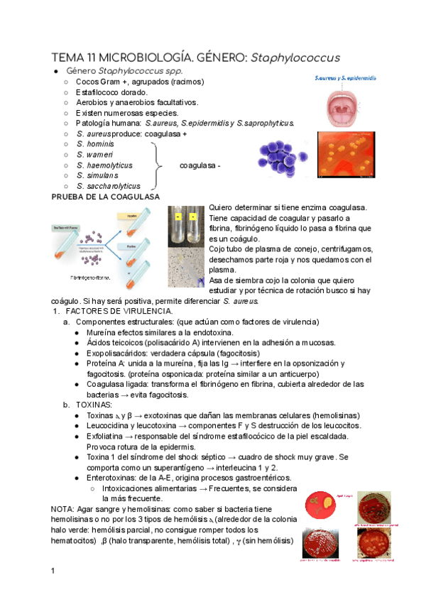 Miniatura del documento TEMA-11-MICROBIOLOGIA.pdf