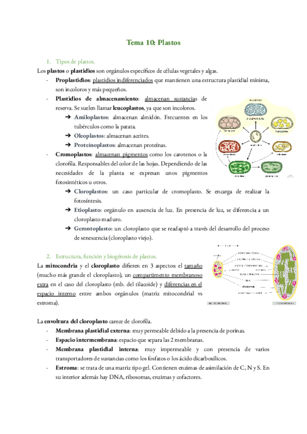 Miniatura del documento Tema-10-Plastos.pdf