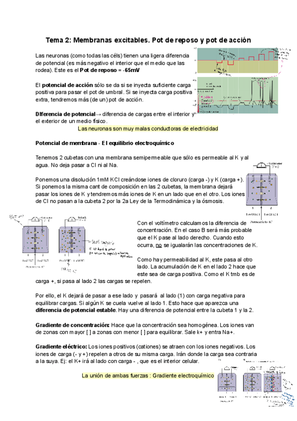 Miniatura del documento Neurociencia-Tema-2.pdf
