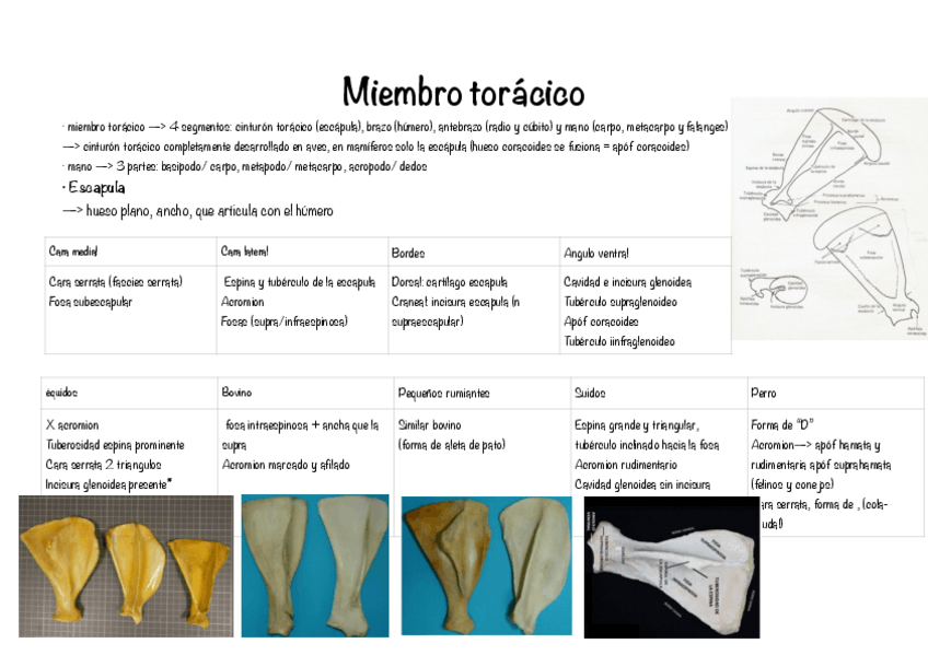Miniatura del documento Musculos-miembro-toracico.pdf