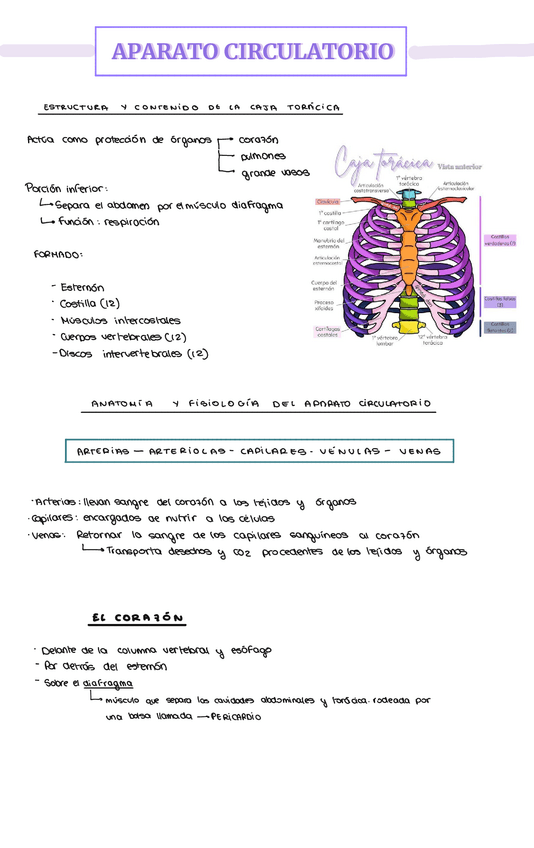 Miniatura del documento APUNTES-TEMA-12-APARATO-CIRCULATORIO.pdf