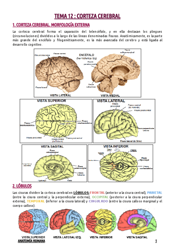 Miniatura del documento TEMA-12--CORTEZA-CEREBRAL.pdf