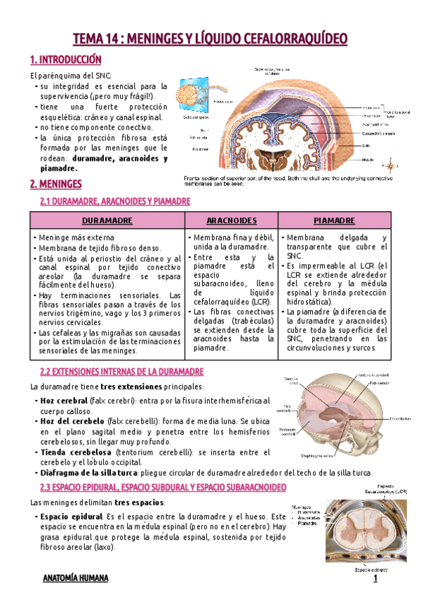 Miniatura del documento TEMA-14--MENINGES-Y-LIQUIDO-CEFALORRAQUIDEO.pdf