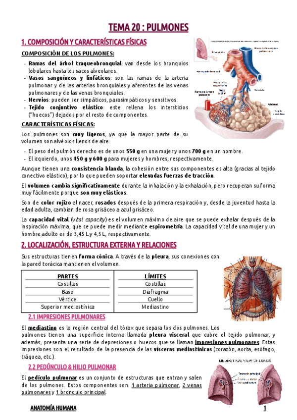 Miniatura del documento TEMA-20--PULMONES.pdf