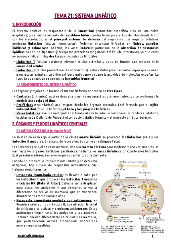 Miniatura del documento TEMA-21--SISTEMA-LINFATICO.pdf
