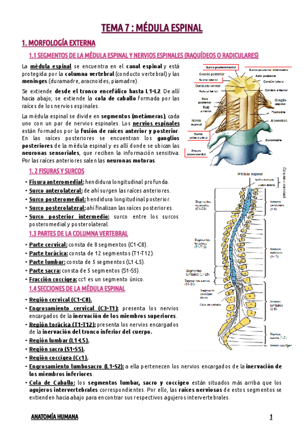 Miniatura del documento TEMA-7--MEDULA-ESPINAL.pdf