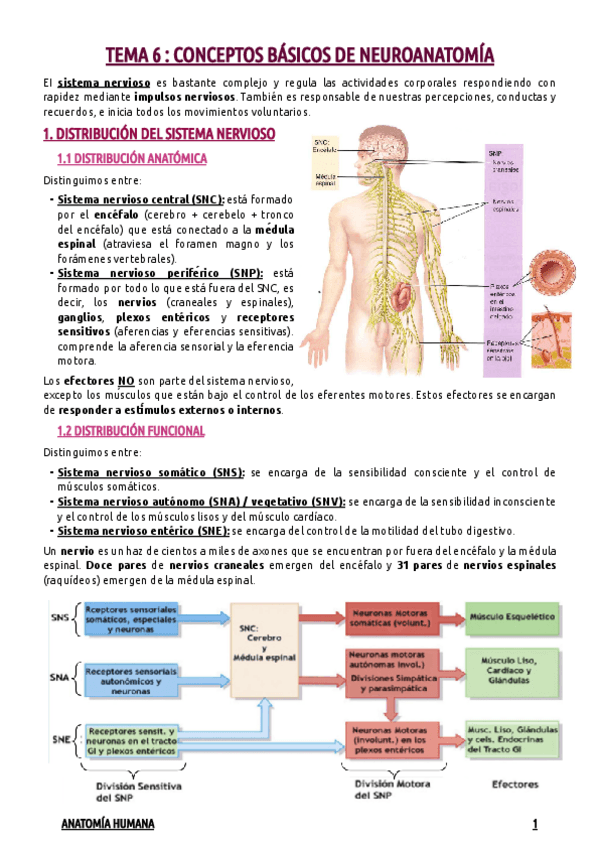 Miniatura del documento TEMA-6--CONCEPTOS-BASICOS-DE-NEUROANATOMIA.pdf
