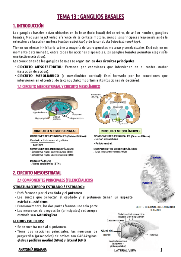 Miniatura del documento TEMA-13--GANGLIOS-BASALES.pdf