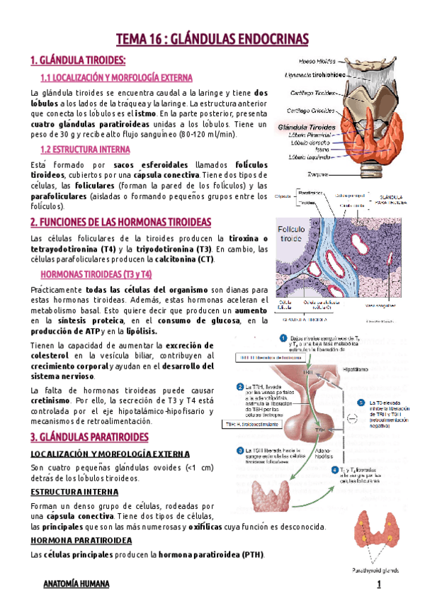 Miniatura del documento TEMA-16--GLANDULAS-ENDOCRINAS.pdf