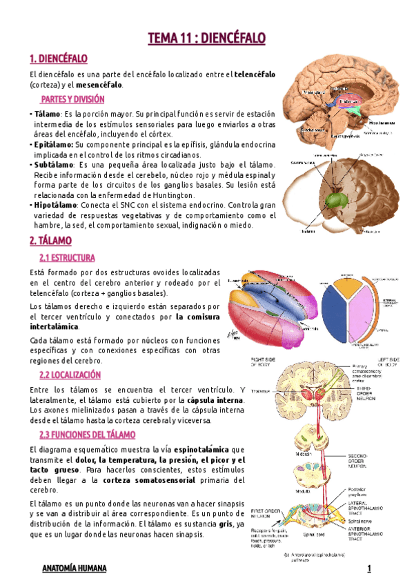 Miniatura del documento TEMA-11--DIENCEFALO.pdf