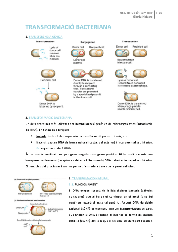 Miniatura del documento Tema 10. Transformació bacteriana.pdf