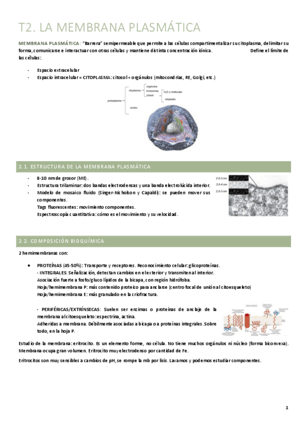 Miniatura del documento T2.-Membrana-plasmatica.pdf