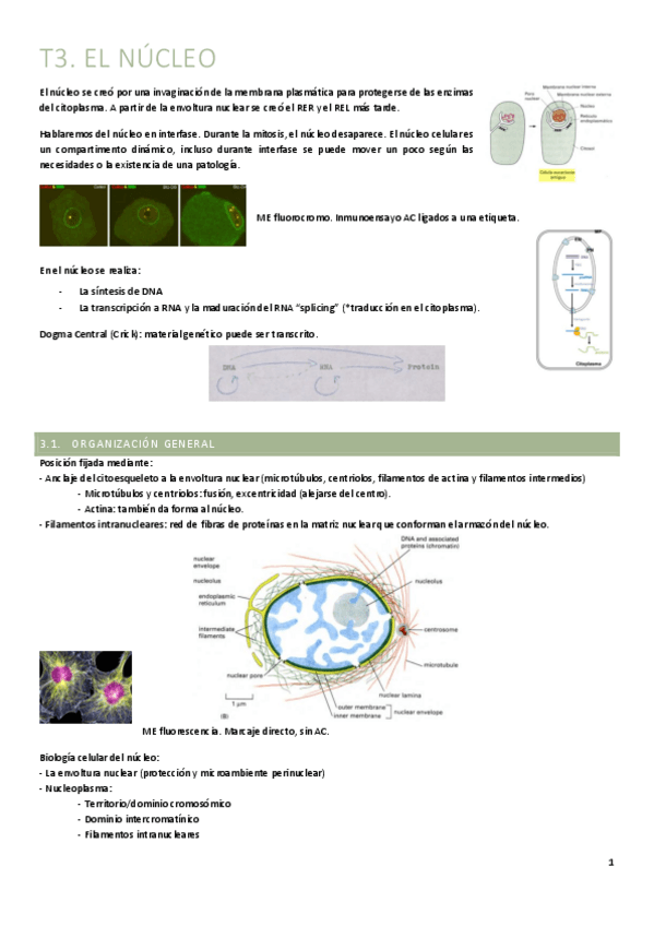 Miniatura del documento T3.-El-nucleo.pdf
