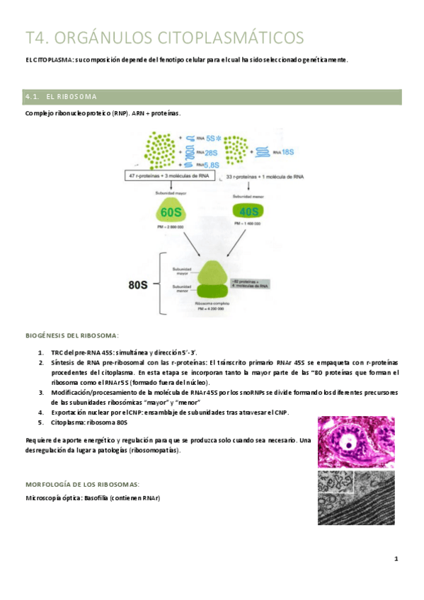 Miniatura del documento T4.-Organulos.pdf