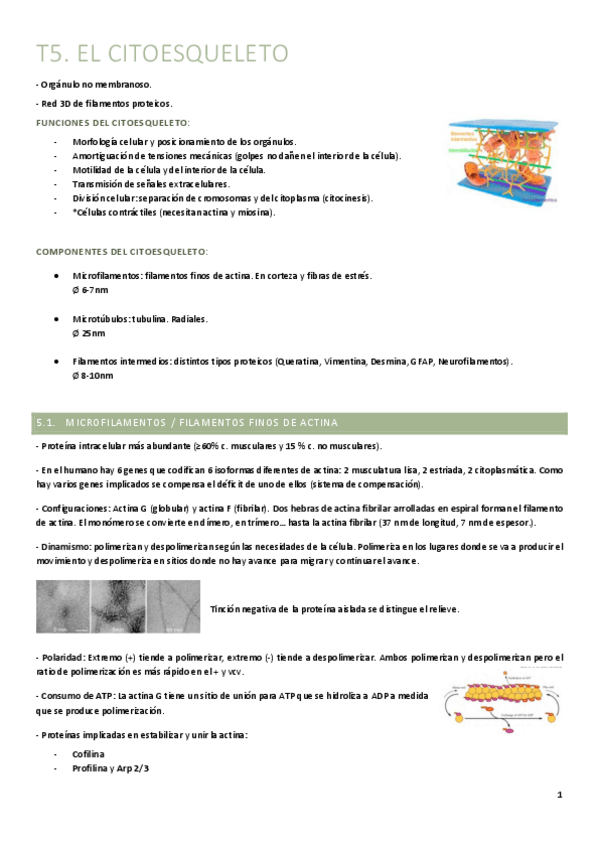 Miniatura del documento T5.-Citoesqueleto.pdf