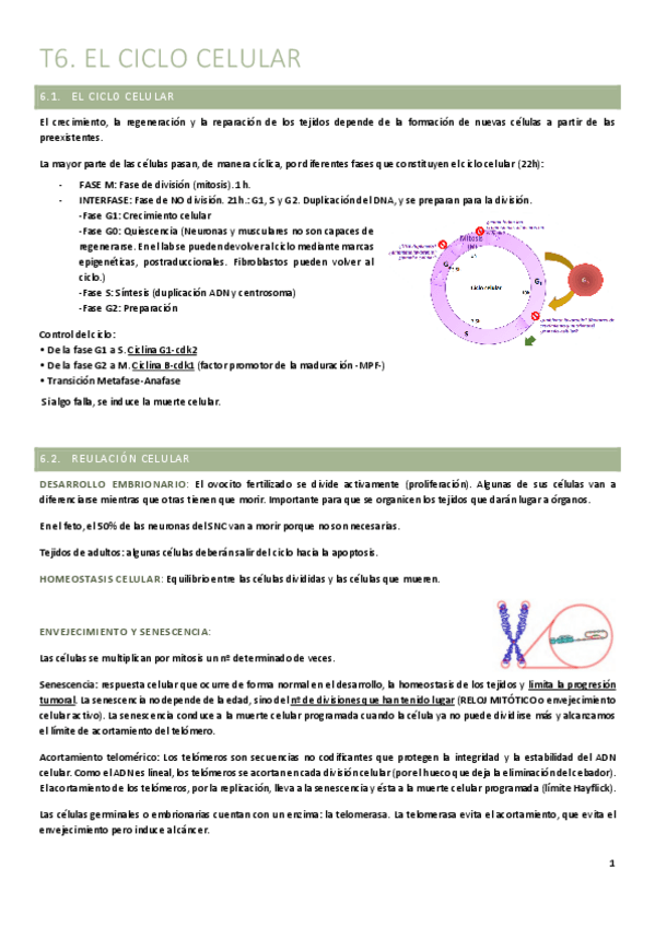 Miniatura del documento T6.-El-ciclo-celular.pdf