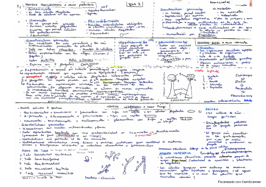 Miniatura del documento botanica-hongos.pdf