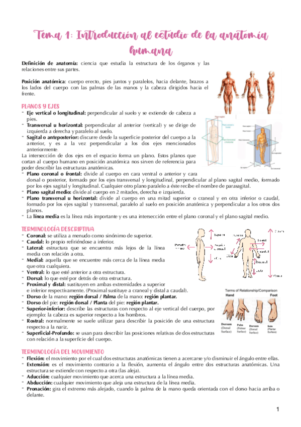 Miniatura del documento Tema-1.-Introduccion-al-estudio-de-la-anatomia-humana.pdf