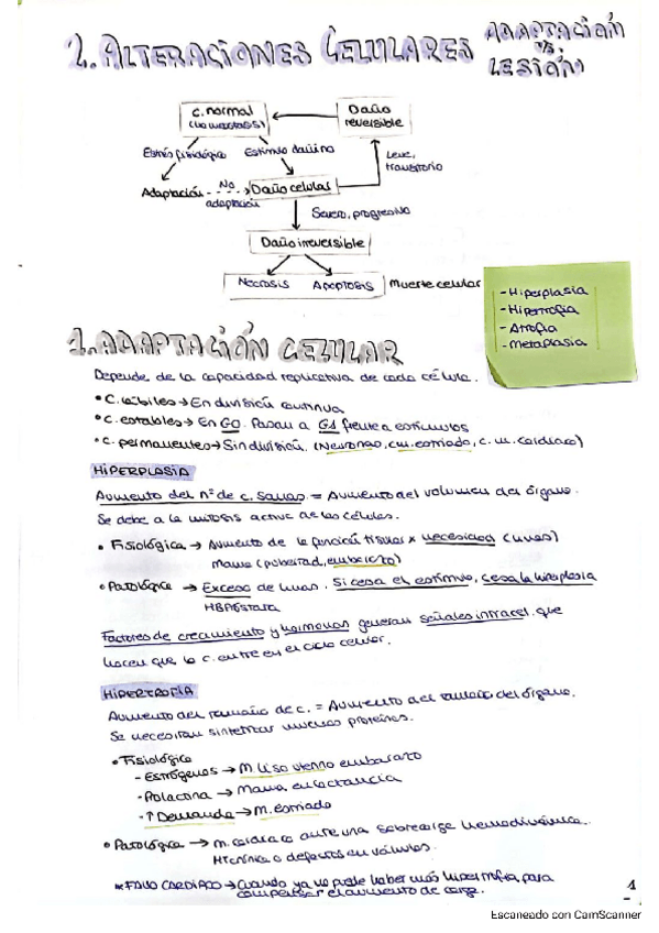 Miniatura del documento RESUMENES-ANATO-PATO-PARTE-1.pdf