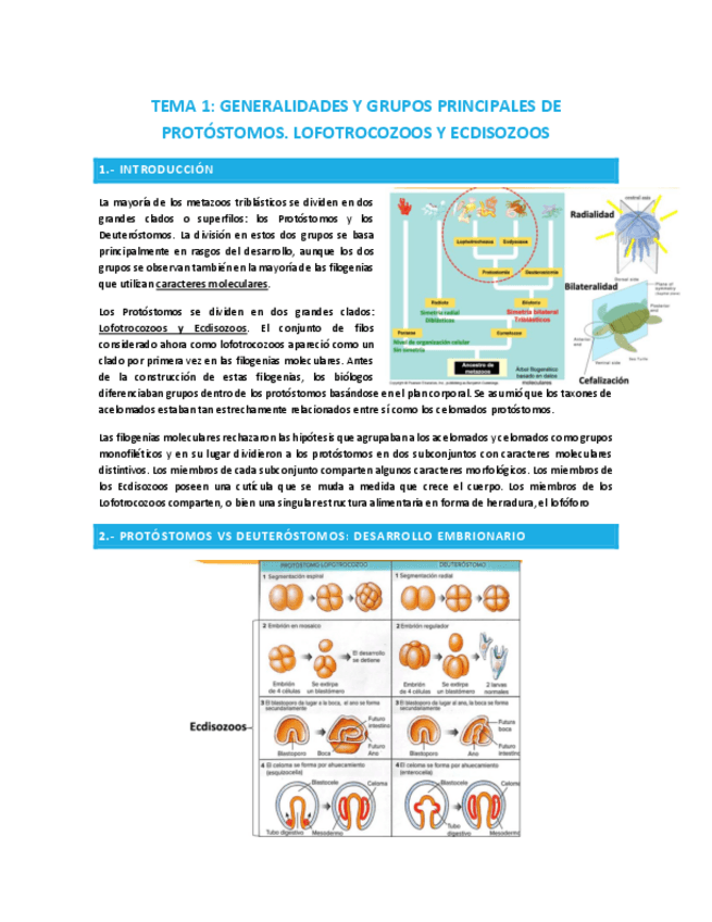 Miniatura del documento TEMA-1-PROTOSTOMOS.-LOFOTROCOZOOS-Y-ECDISOZOOS.pdf