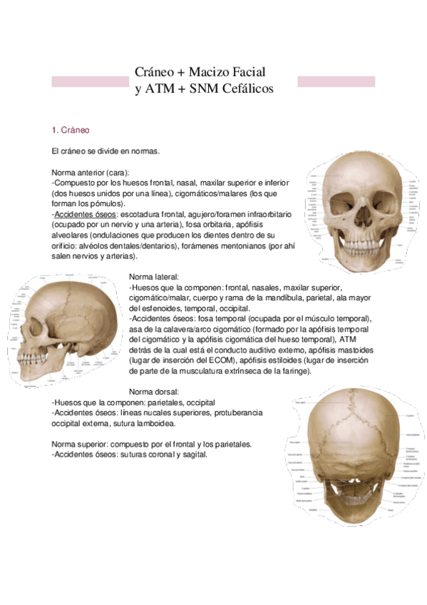 Miniatura del documento Resumen-T.5-Craneo--Macizo-Facial-y-ATM--SNM-Cefalicos.pdf