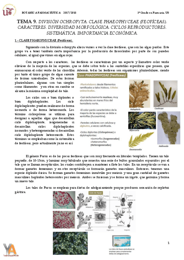 Miniatura del documento TEMA 9 DIVISIÓN OCHROPYTA.pdf